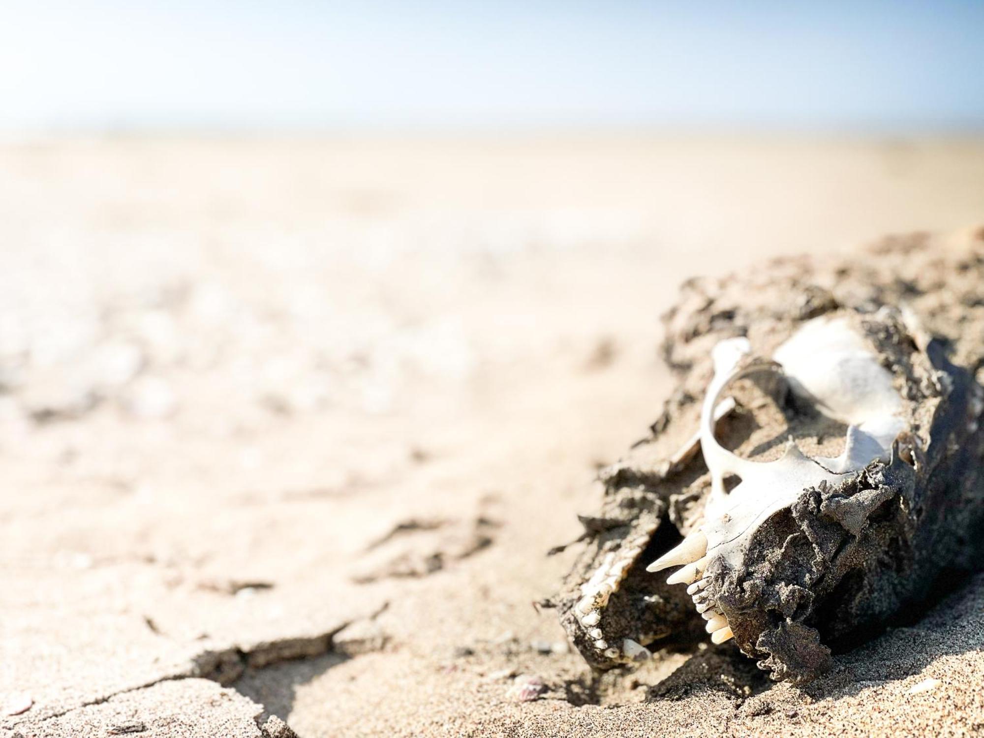Skeleton Beach Backpackers Swakopmund Eksteriør bilde
